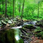 stream