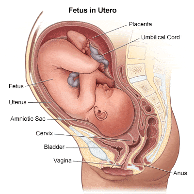 Cervix During Labor