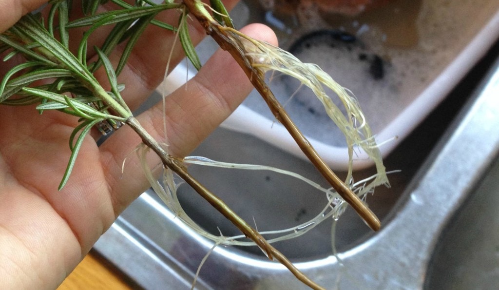 Here are simple instructions on how to propagate rosemary cuttings in water with closeup photos of the new roots. If I can do it, you can too!