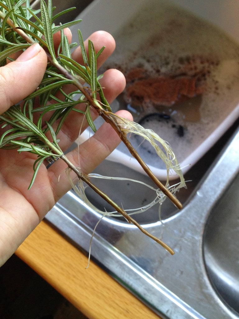 more root growth from rosemary stalks that have propagated in water for a month 