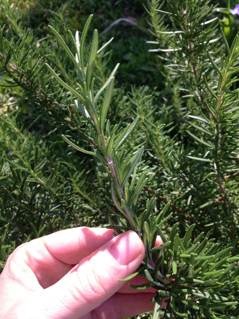 cutting of rosemary from a large rosemary bush