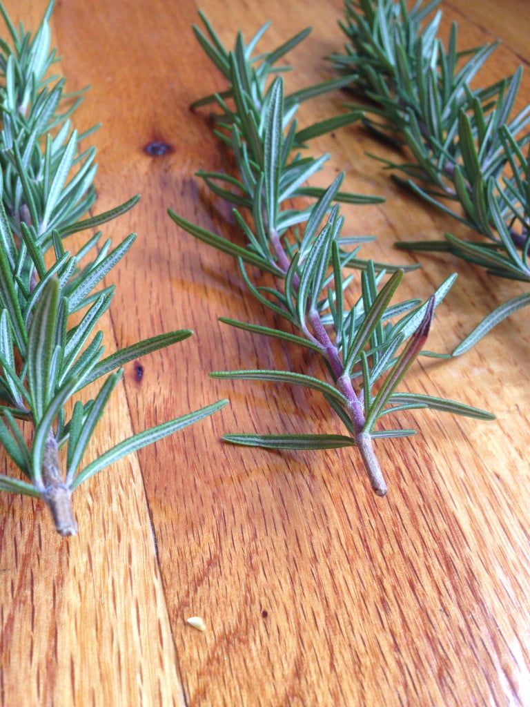 three cuttings of new rosemary growth with purple stalk and green leaves
