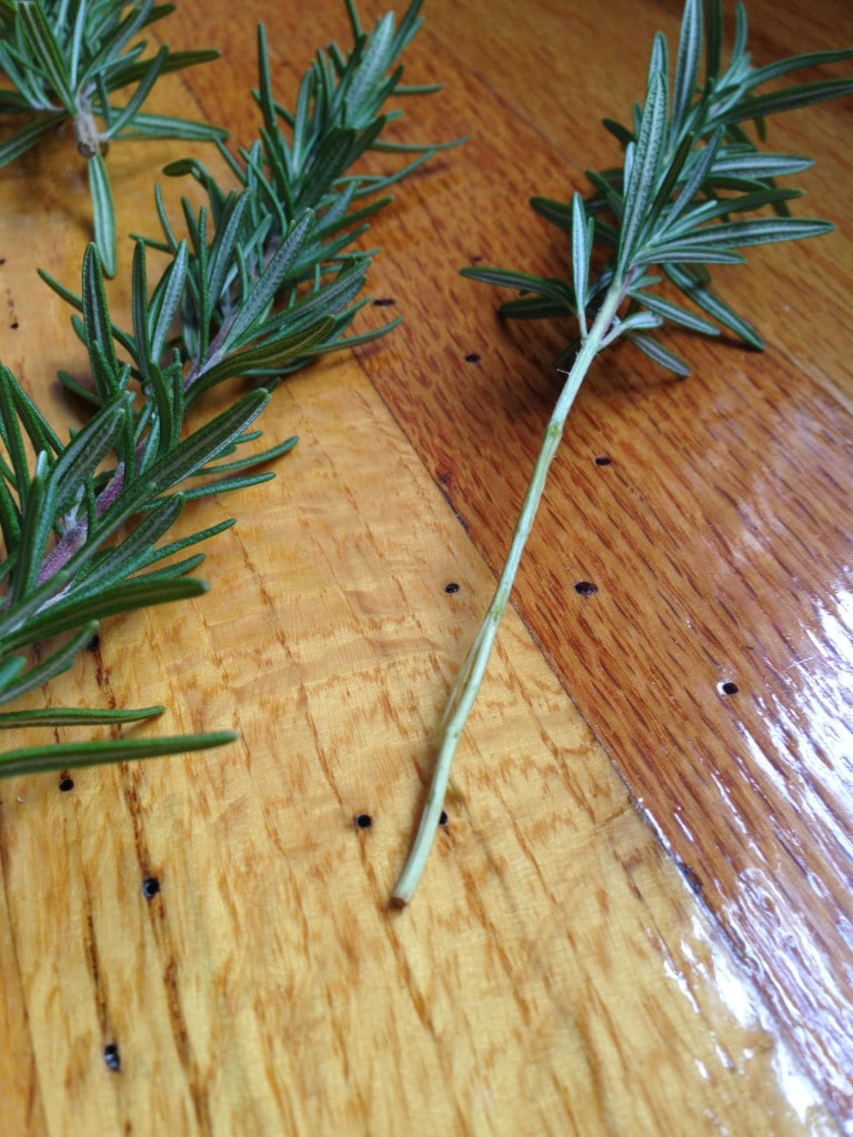 fresh and new rosemary with stalk stripped to prepare for propagating in water