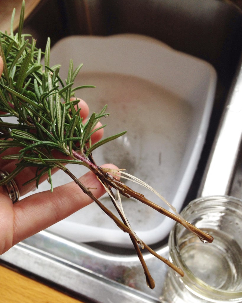 new roots emerging from the side of a stalk of rosemary that's been sitting in a cup of water 