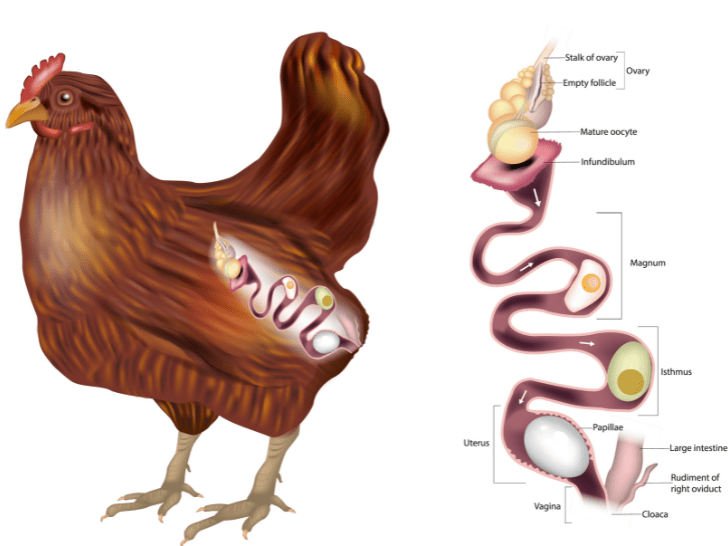 Photo of chicken anatomy highlighting the cloaca, the chamber that connects to the digestive and reproductive tract of the chicken. Some people call the last bit of a chicken's reproductive tract a vagina, the part right before it enters the cloaca. Both eggs and chicken waste exit through the same hole, the vent, but never touch because of the cloaca.