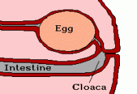 Chickens do not have vaginas, but some people call the end of their reproductive tract, right before it enters the cloaca, a vagina. 