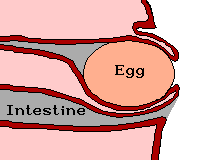 Chickens lay eggs and poop out of the same hole, called the vent. However, because of the cloaca, chicken eggs and chicken poop/pee never mix because the chicken's cloaca turns inside out when an egg is laid. This makes it so an egg and chicken poop never touch.