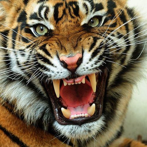 angry-tiger