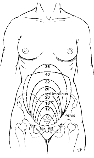 What is a tilted uterus? This is the story of my tilted uterus, how it affected my pregnancy, and at what point did it flip forward?