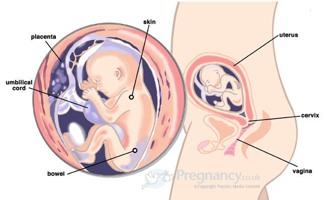 22 Weeks Pregnant – Baby Breech at 20 Weeks