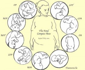 Is your baby in the transverse lie position? What does this mean and what can be done about it?