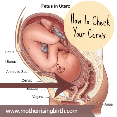Have you ever tried to check your cervix? Here are step by step instructions on how to check your cervix during pregnancy.