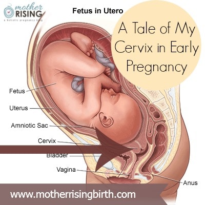 cervix in early pregnancy