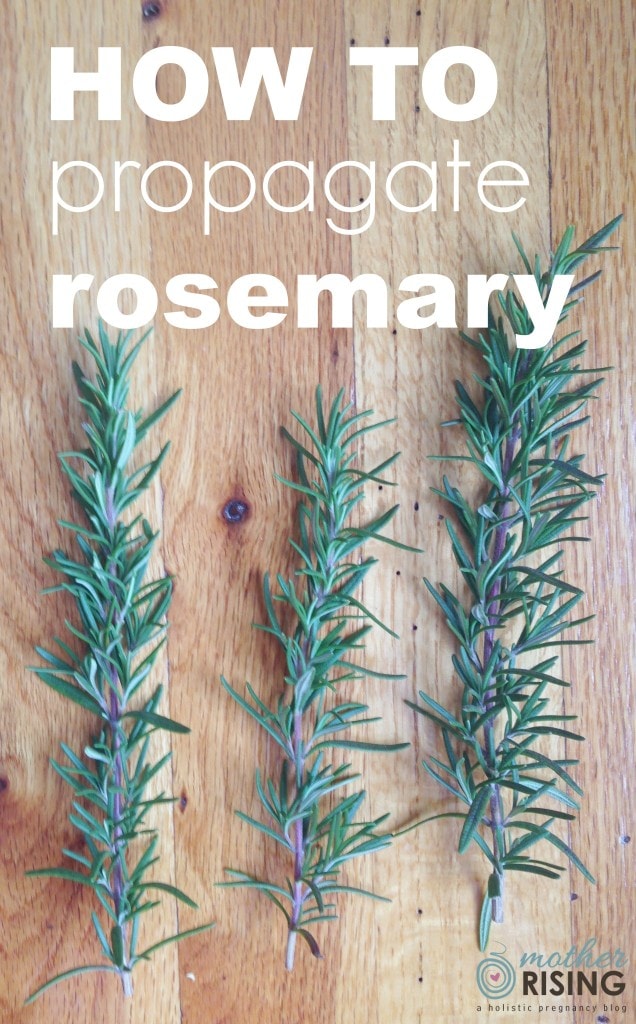 Here are simple instructions on how to propagate rosemary cuttings in water with closeup photos of the new roots. If I can do it, you can too!