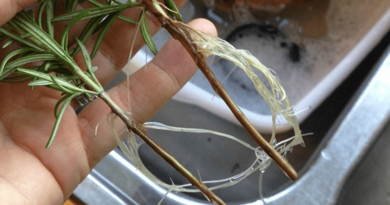 How to Propagate Rosemary Cuttings in Water