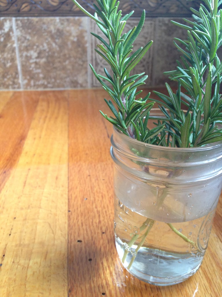 three stalks of rosemary propagating in a mason jar of water