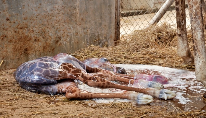 April the Giraffe successfully pushed out a one hundred something pound giraffe on live video. Want to give birth like April? Here's what I learned from watching her give birth.