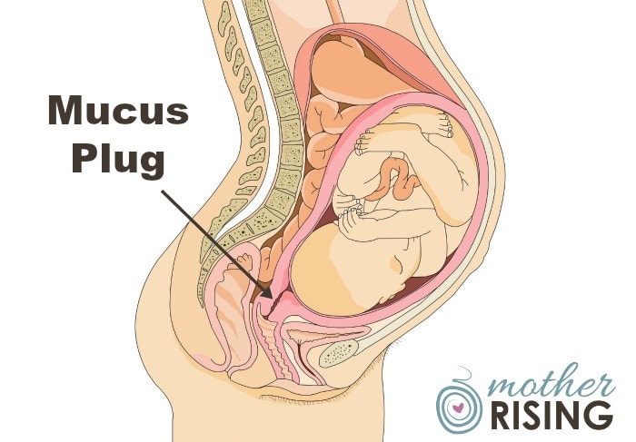 In this post we will discuss everything one needs to know about the mucus plug.  I hope you have a strong stomach, as I've included photos.  Click at your own risk. ;) 
